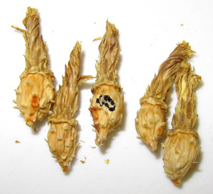 Ferocactus glaucescens seed pods
